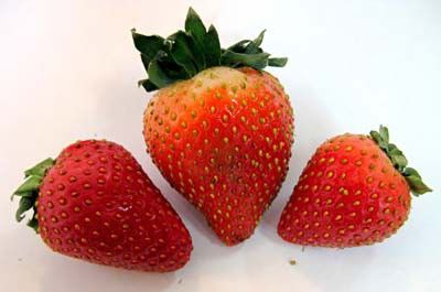 Photo of three strawberries of different sizes