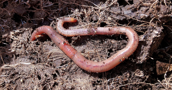 A worm on dirt