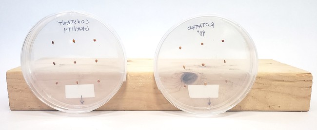 Two petri dishes mounted vertically to a wooden block using foam tape 