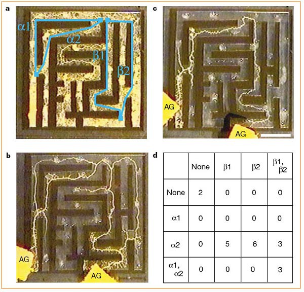 Images of the slime mold Physarum polucephalum finding the shortest path between nutrients in a created maze
