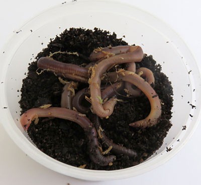 Earthworms and soil fill a plastic bowl