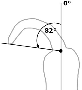 Drawing measures the angle of a dogs tail with a line drawn from the base of the tail to the tip