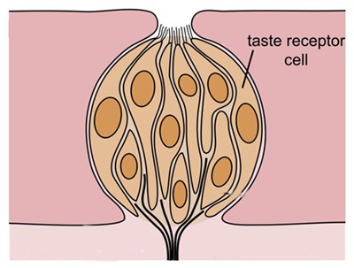Diagram of a receptor cell within a taste bud
