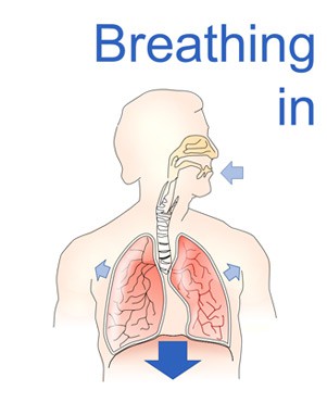 A schematic drawing of the upper part of a person. An arrow points from the diaphragm down. Smaller arrows point outward from the lungs. An arrow points toward the mouth and nose. 