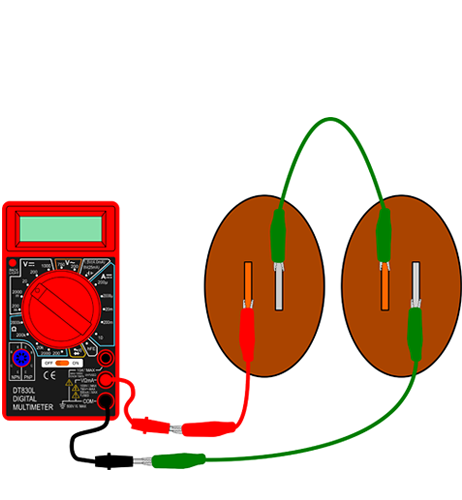 Drawing of two potatoes each with zinc and copper electrodes are wired in series with a multimeter