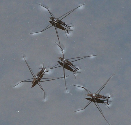 Photo of four water striders standing on water