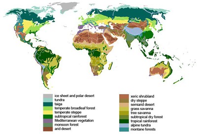 Garden Guides  A Guide to Plants Found in the Taiga Biome