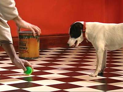 A ball is placed in front of a dog as it watches