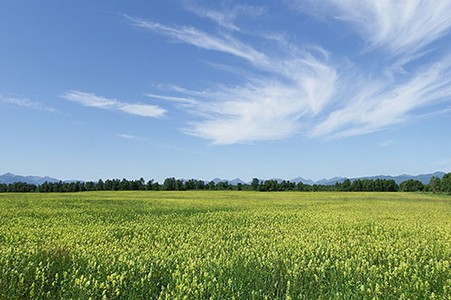  An open grass field 