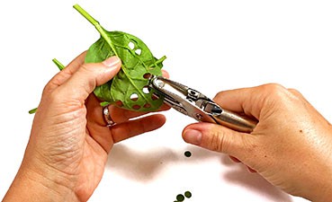 Hands holding a spinach leaf and punching holes into the leaf with a hole puncher. 