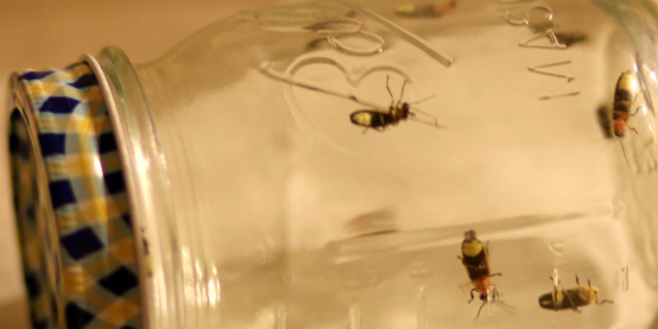 Lightning bugs in a jar / bioluminescence and summer science for families