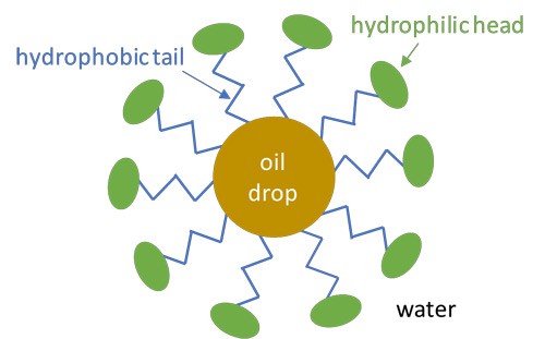 Drawing of many hydrophobic tails attaching to an oil drop