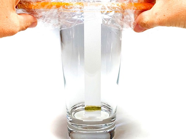 A tall glass that has some liquid at the bottom and a paper strip hanging inside. Green leaf extract is spotted onto a pencil line at the bottom of the paper strip. The glass is covered with plastic foil.