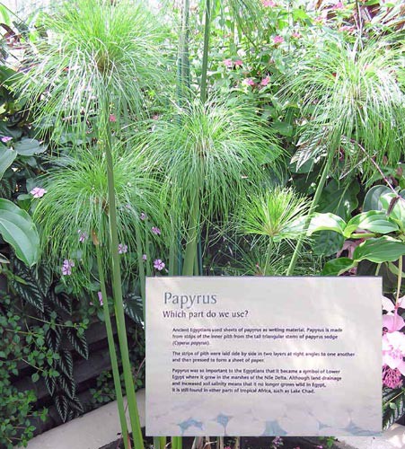 Photo shows the green stalks of a plant called Cyperus papyrus