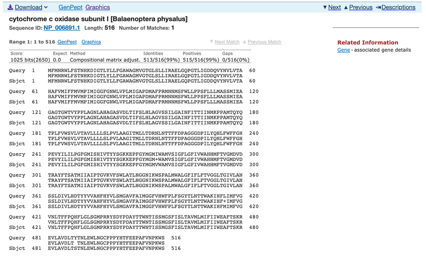 Screenshot of the results page of the 'Alignment' tab in the BLAST tool on the ncbi.nlm.nih.gov website shows the detailed alignment of the query and a database sequences. Two rows of letters on top of each other represent the two sequences. A vertical line between the two sequences show where amino acids/letters match. The amino acids/letters are not connected when there is a mismatch between the sequences.