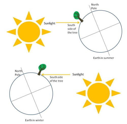 Diagram of a plant in the northern hemisphere on Earth receiving south facing sunlight during the summer and winter
