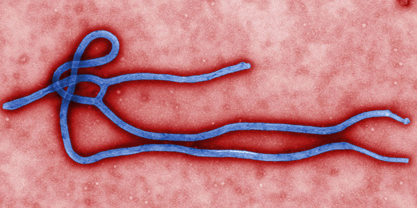 Ebola virus virion; Cynthis Goldsmith, CDC