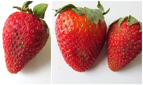 Three side-by-side photos of decaying brown patches growing on strawberries