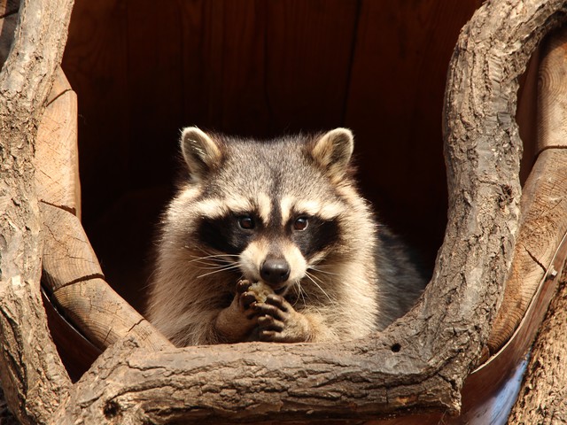 raccoon