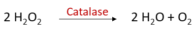 Decomposition of hydrogen peroxide catalyzed by catalase.