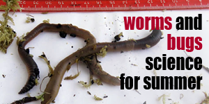 Bug and Insect STEM Roundup