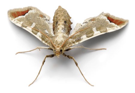 Close up photo of a grass moth