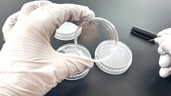  A gloved hand is holding an empty petri dish that is labeled 'STL-S' with a permanent marker. 