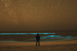2012-bioluminescence-graytonluminescence-250.png