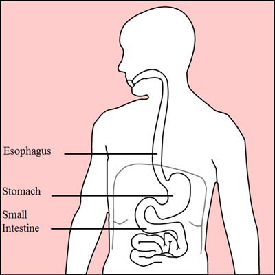 Diagram of the digestive system with only the esophagus, stomach and small intestine shown