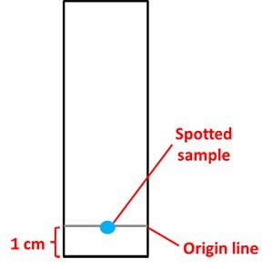 Diagram of a chromatography strip with a spotted sample placed at the origin line (1 centimeter from the bottom of the strip)