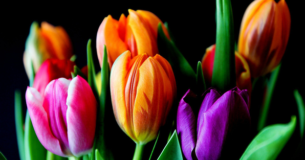 Colorful spring tulips