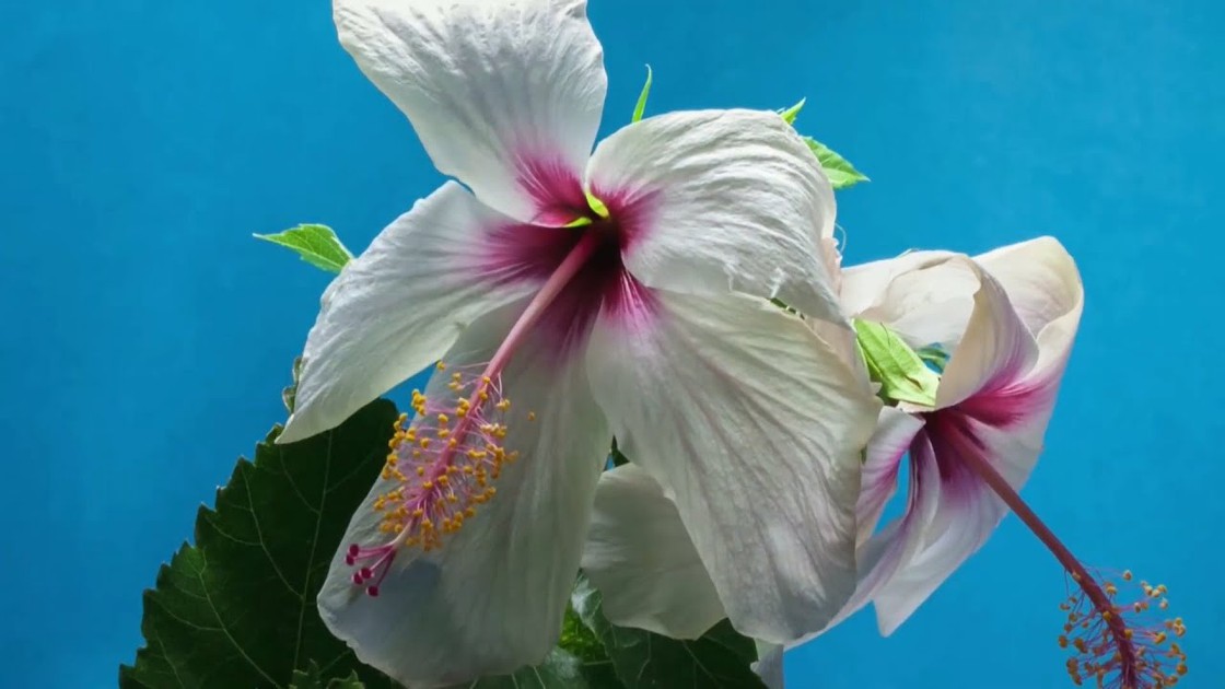 15-plant-science-activities-and-lessons-teach-plant-biology
