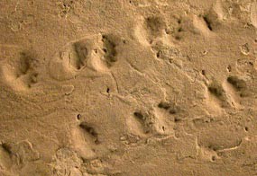 Fossilized reptile tracks in rock