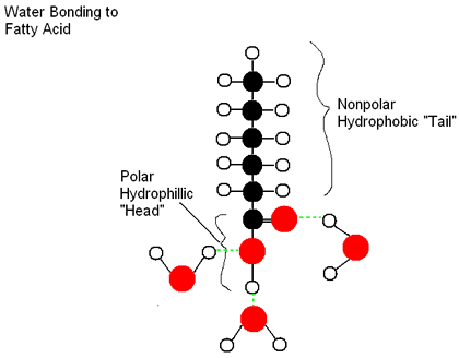 Diagram of a fatty acid molcule bonding with the negatively charge oxygen atoms in water molecules