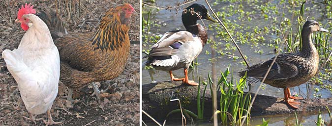 Photo of two chickens next to a photo of two ducks