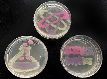 Three agar plates showing different-colored bacteria paintings. 