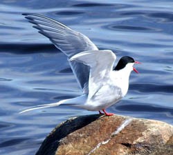 An arctic tern resting on a rock