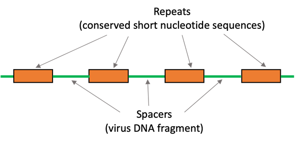 Schematic diagram of the CRISPR repeat-spacer array. Four orange boxes represent the repeats (conserved short nucleotide sequences) and the green lines between the orange boxes represent the spacers (virus DNA fragments).