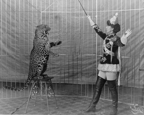 Image in black and white of a circus trainer teaching a leopard to sit upright on a stool