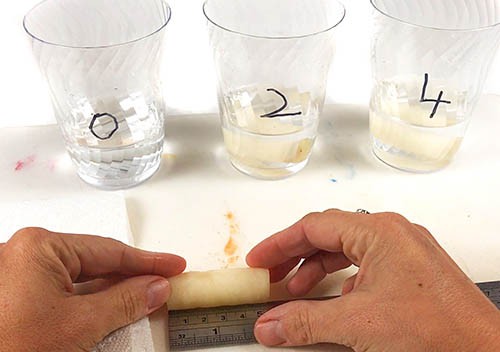 Measure potato strip length after soaking in saltwater.