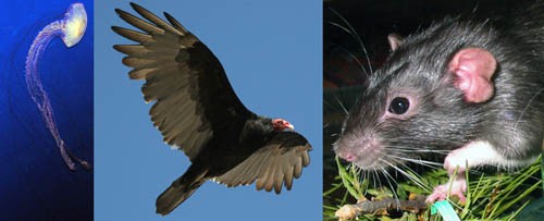 Photos of a jellyfish, turkey vulture, and rat