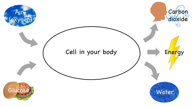 Cellular respiration diagram shows a cell taking in oxygen and glucose and creating carbon dioxide, energy and water