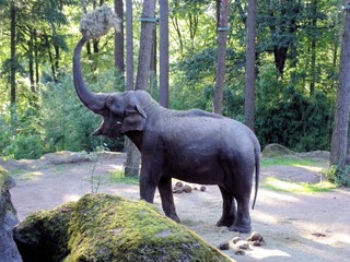 elephant