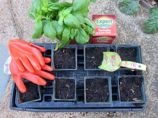 Eight plastic pots filled with soil sit in a large plastic tray