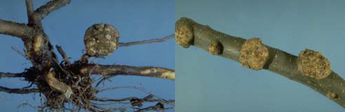 Crown galls develop on a raspberry root and an apple branch