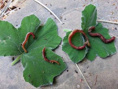 Four earthworms lay on two pieces of leaves