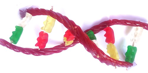 Candy DNA model twisted to form double helix