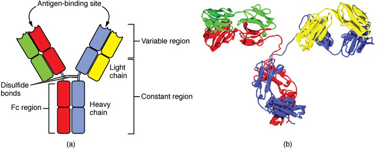 Two representations of an antibody.