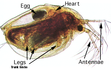 Photo of a water flea under a microscope shows a translucent skin and visible organs