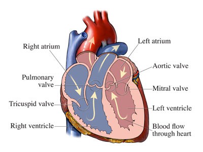 Diagram of a human heart
